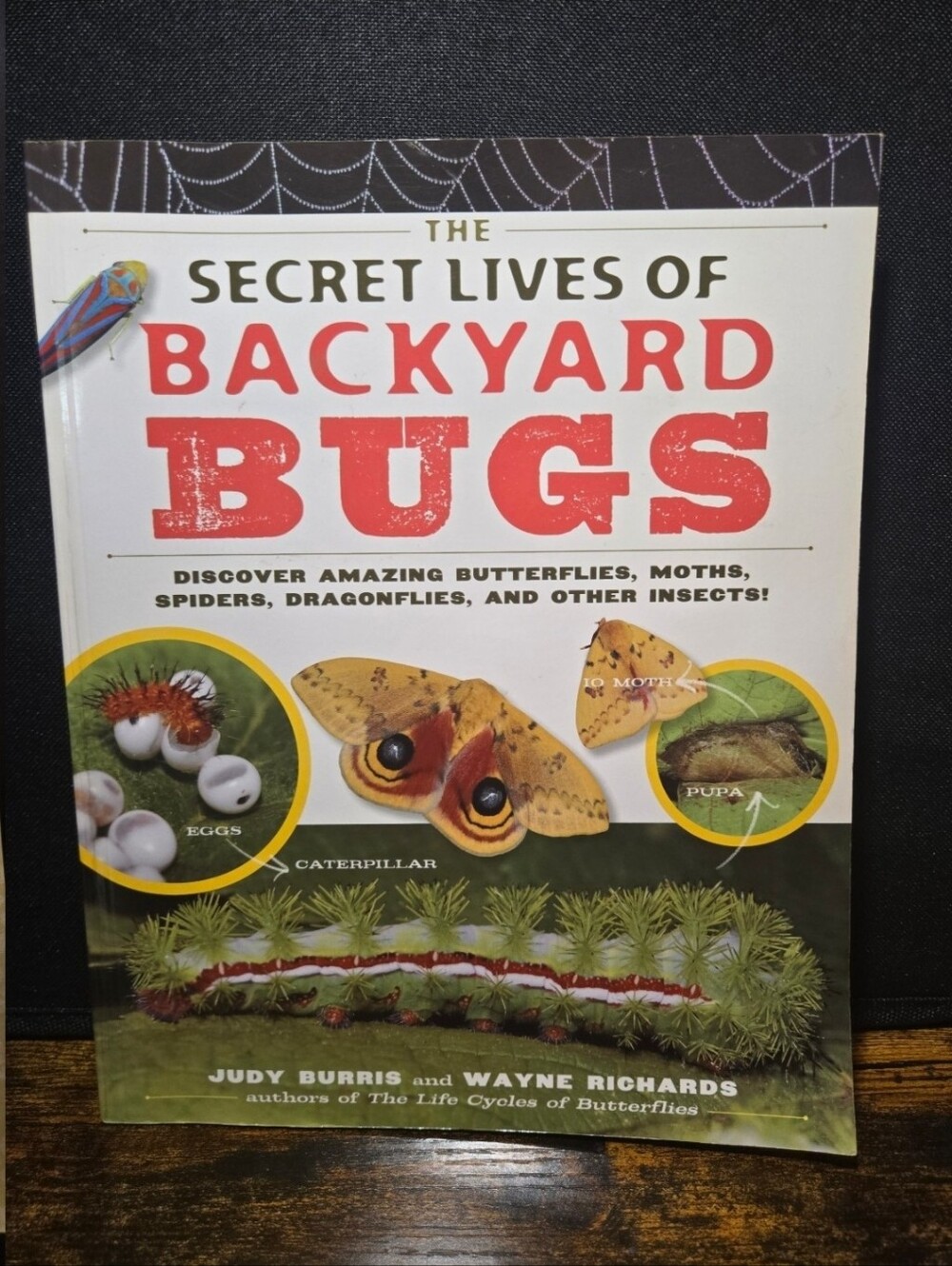 The Secret Lives of Backyard Bugs